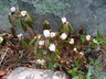 Podophyllum hexandrum - Himalayan Mayapple