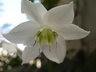 Eucharis 'Christine' - Amazon Lily