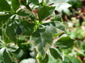 Eleutherococcus sieboldianus 'Variegatus' - Five Leaf Aralia