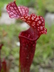 Sarracenia 'Judith Hindle' - Pitcher Plant