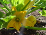 Cucurbita 'Papaya Pear' - Squash