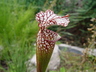Sarracenia 'Dixie Lace' - Pitcher Plant