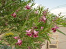 Chilopsis linearis [sold as Lucretia Hamilton (TM)] - Desert Willow