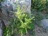 Ulmus parvifolia 'Seiju' - Chinese Elm Lacebark Elm