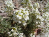 Arabis alpina ssp. brevifolia - Alpine Rock Cress
