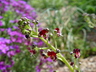 Scrophularia canina ssp. hoppii - Hopp's Figwort