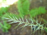 Elymus hystrix - Eastern Bottlebrush Grass Bottlebrush Grass