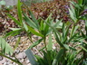 Dichanthelium oligosanthes - Heller's Rosette Grass