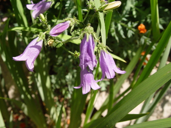 title image