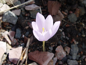 title image