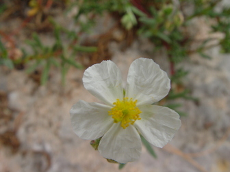 title image