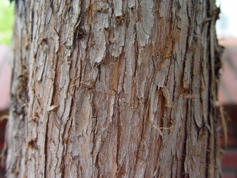 title image