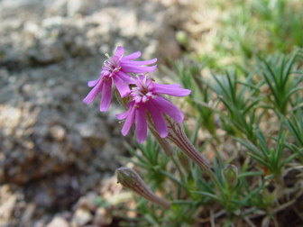 Silene caryophylloides ssp. echinus