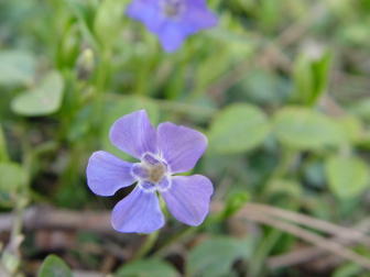 title image