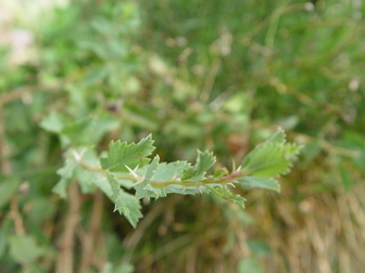 title image