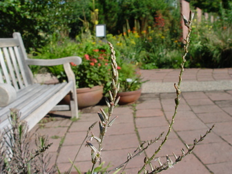 title image