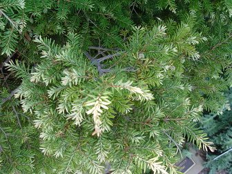 Tsuga canadensis 'Gentsch White'