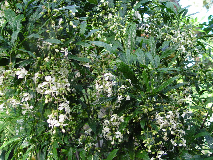 Clerodendrum wallichii