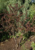 Berberis thunbergii f. atropurpurea - Red Leaf Japanese Barberry Japanese Barberry