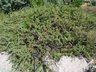 Caragana pygmaea - Pygmy Peashrub