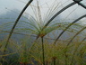 Cyperus papyrus - Giant Papyrus Papyrus Egyptian Paper Reed