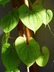 Dioscorea bulbifera - Air Potato Air Yam
