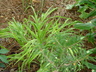 Hakonechloa macra 'Aureola' - Golden Japanese Forest Grass Hakonechloa