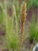 Sesleria autumnalis - Autumn Moor Grass