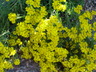 Psilostrophe tagetina - Woolly Paperflower Marigold Paperflower