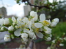 Prunus domestica 'Stanley' - Plum