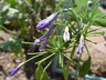 Agapanthus (Headbourne Hybrids Group) - Lily Of The Nile African Lily