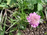 Scabiosa 'Pink Mist' - Pincushion Flower