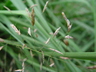 Eragrostis trichodes - Sand Love Grass Sand Lovegrass