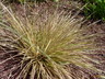 Deschampsia cespitosa 'Northern Lights' - Tufted Hair Grass