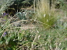 Achnatherum hymenoides - Indian Ricegrass