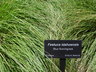 Festuca idahoensis - Idaho Fescue Blue Bunchgrass