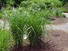 Miscanthus sinensis 'Malepartus' - Japanese Silver Grass Zebra Grass Maiden Grass