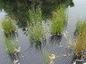 Juncus balticus - Baltic Rush