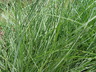Miscanthus sinensis 'Adagio' - Japanese Silver Grass Zebra Grass Maiden Grass