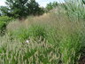 Panicum virgatum 'Shenandoah' - Switch Grass Switchgrass