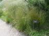 Schizachyrium scoparium 'Blaze' - Little Bluestem Blue Stem Broom Beard Grass