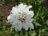 Leucanthemum x superbum 'Crazy Daisy' - Shasta Daisy