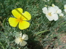 Eschscholzia californica 'Milky White' - Milky-White California Poppy California Poppy