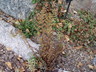 Cheilanthes sp.