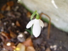 Galanthus reginae-olgae - Snowdrop
