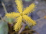 Nymphoides crenata - Wavy Marshwort Yellow Water Snowflake