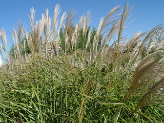 Miscanthus sinensis 'Silberfeder' [sold as Silver Feather]