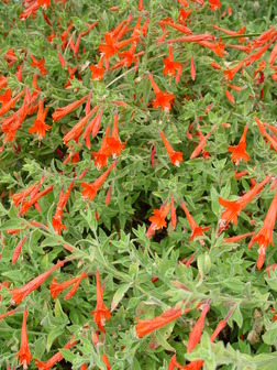 Accession Number: 011877*5 - Epilobium canum ssp. garrettii 'PWWG01S ...