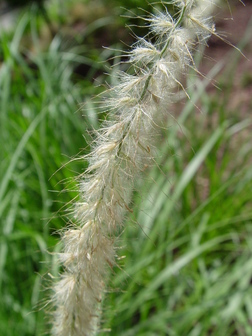 title image
