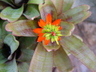 Aechmea nudicaulis - Bare Stemmed Aechmea